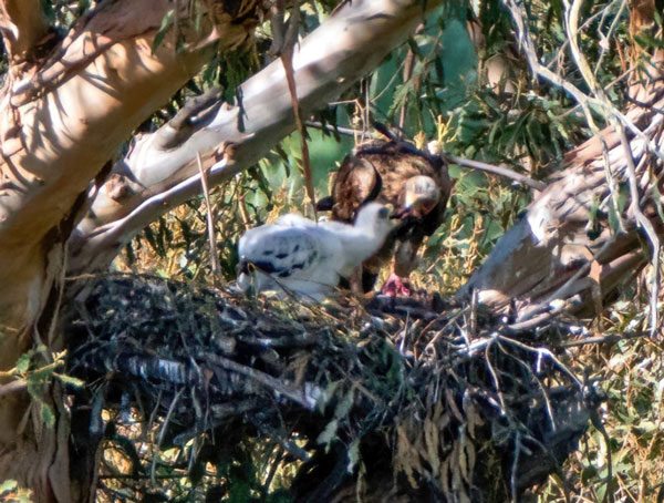 A golden eagle feeding its young in a nest